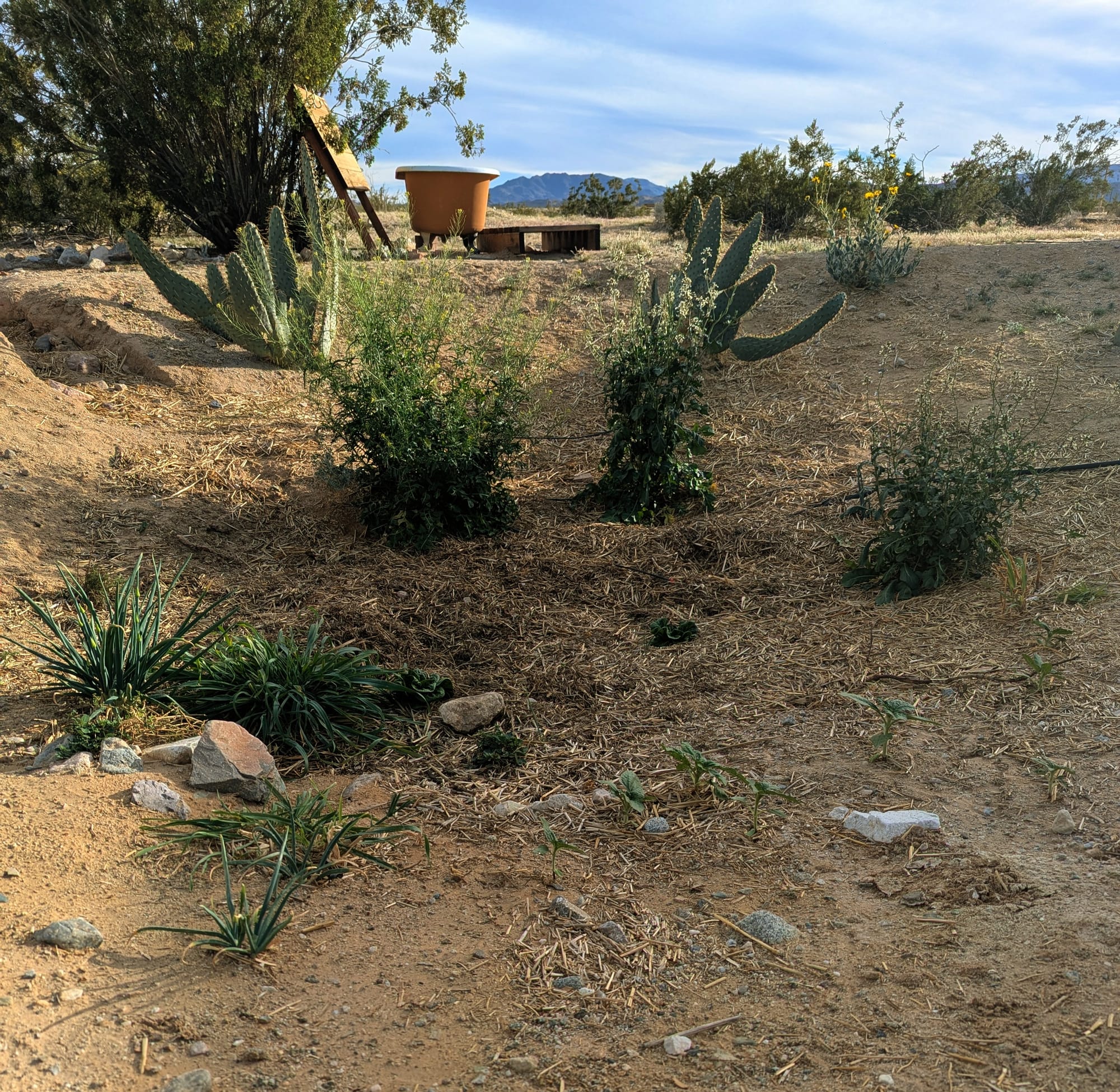 A depressed garden bed in a desert landscape filled with greens, young beanstalks, lettuces, onions, and enormous leggy arugula and mustard plants.