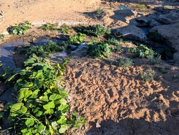 On Degrowth and Deconsumption: the Only Way Forward