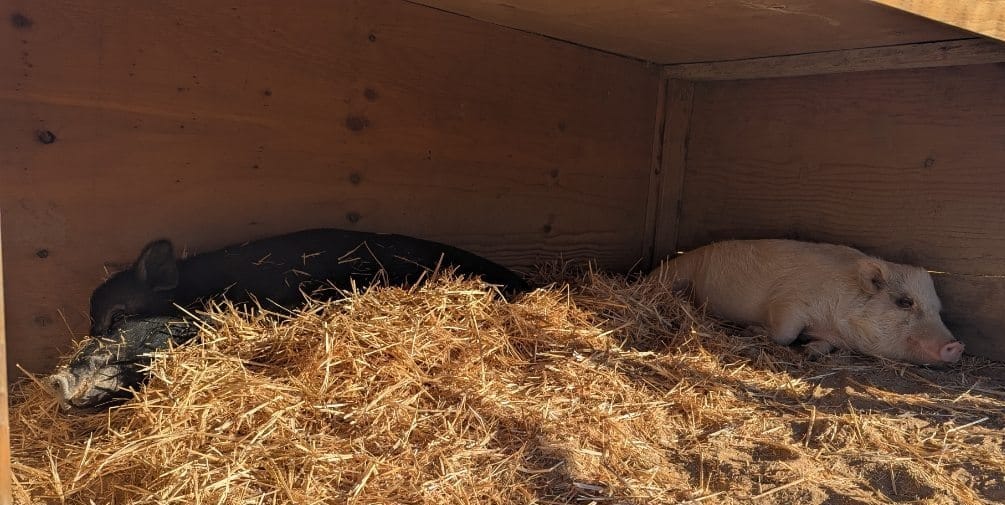 On Pigs and Integrating New Allies