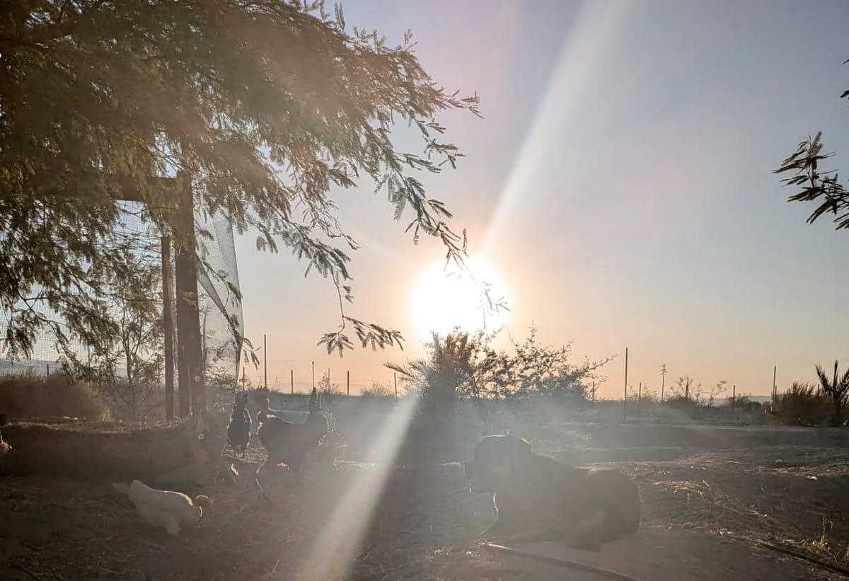 A More Ethical Alternative: Homemade Dog Food