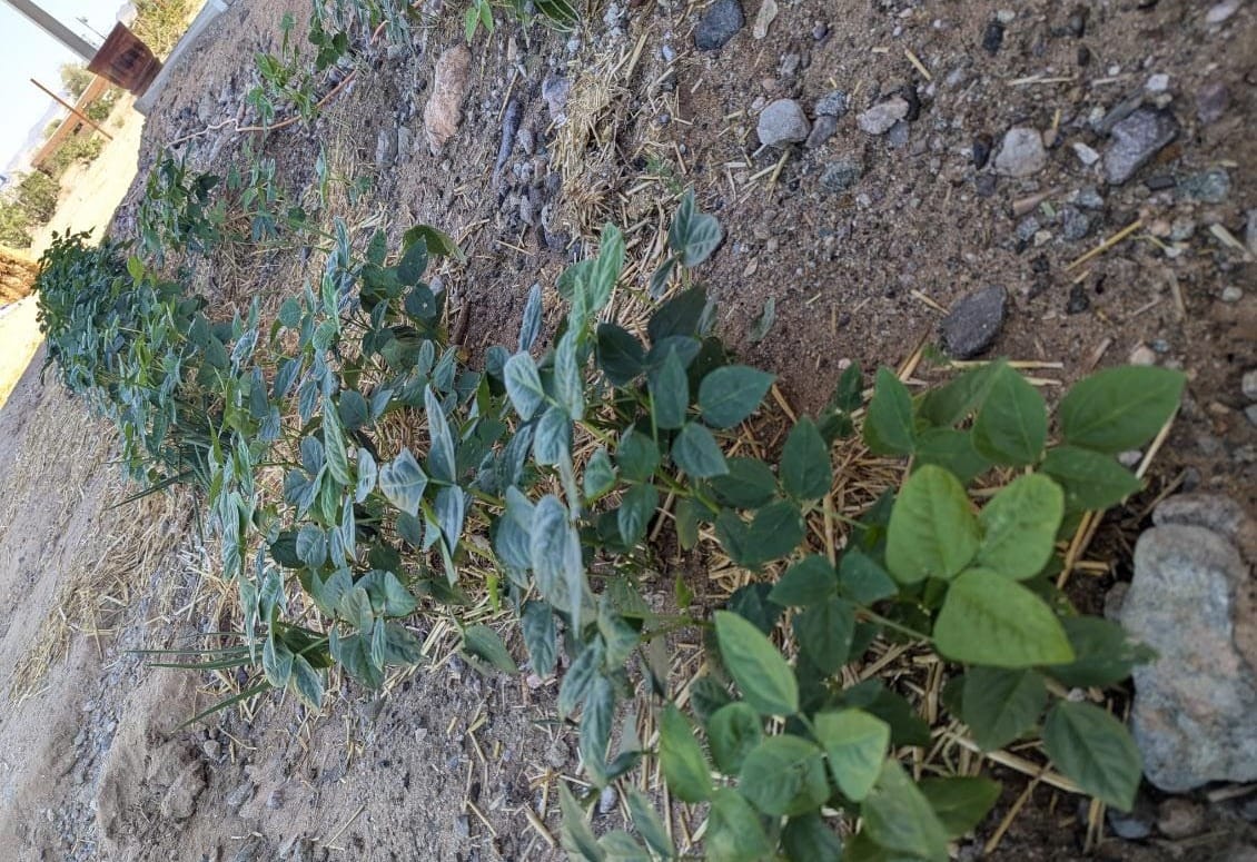 How Does Nitrogen Fixation Actually Work?